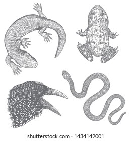 Set of witchcraft magic, occult attributes decorative elements. Frog, toad, lizard, reptile, crow, bird, raven, snake. Set for Halloween. Vector. 