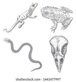 Set of witchcraft magic, occult attributes decorative elements. Reptile, bird head skull, snake, frog, toad, lizard. Set for Halloween. Vector. 