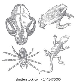 Set of witchcraft magic, occult attributes decorative elements. Cat head skull, spider skeleton, frog, toad, lizard, reptile. Set for Halloween. Vector. 