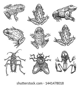 Set of witchcraft magic, occult attributes decorative elements. Frog, toad, animal skeleton, cockroach, fly, reptile. Set for Halloween. Vector. 
