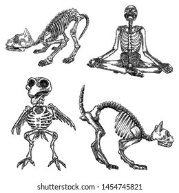 Set of witchcraft magic, occult attributes decorative elements. Skeletons of human, cats, bird raven or crow. Set for Halloween. Vector. 