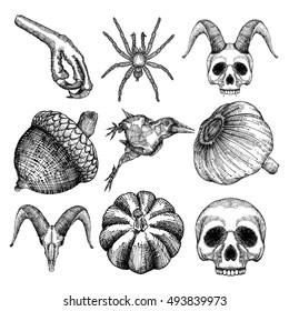 Set of witchcraft magic, occult attributes decorative elements. Human, goat, demon skulls, garlic, bird leg, bug, spider, insect, crow, pumpkin, oak nut. Set for Halloween. Vector.