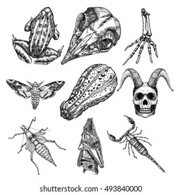 Set of witchcraft magic, occult attributes decorative elements. Human, demon skulls with horns, skeleton hand, bug, beetle, insect, scorpion, moth, frog, bat, pumpkin. Set for Halloween. Vector.