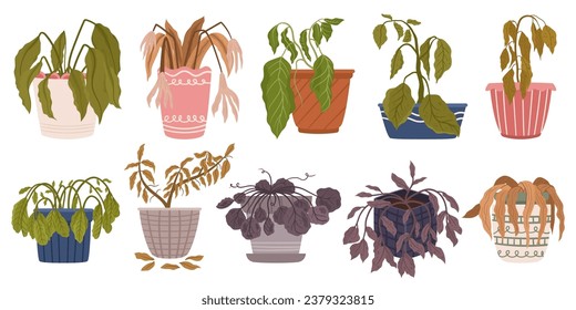 Set of Withered Houseplants in Pots. Once Vibrant And Green, Now Stand Frail And Parched. Leaves Droop, Hang Lifeless. A Testament To Neglect And Thirst For Care. Cartoon Vector Illustration