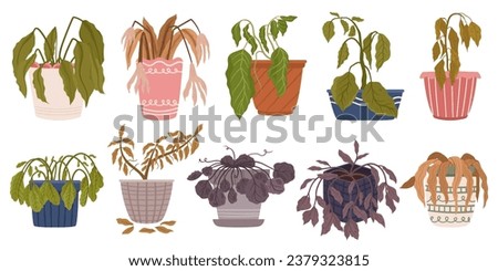 Set of Withered Houseplants in Pots. Once Vibrant And Green, Now Stand Frail And Parched. Leaves Droop, Hang Lifeless. A Testament To Neglect And Thirst For Care. Cartoon Vector Illustration