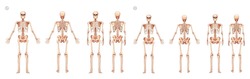 Set Of Women And Men Skeleton Human Body Bones Of Male And Female. Lady And Gentlemen Front Back, Side View. 3D Realistic Flat Girl And Boy Concept Vector Illustration Of Anatomy Isolated