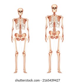 Set of Women and Men Skeleton Human body bones of male and female. Lady and gentlemen front view. 3D realistic concept flat girl and boy concept Vector illustration of anatomy isolated on white