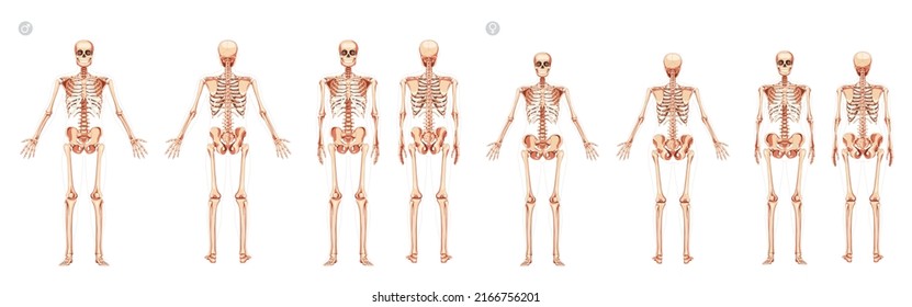 Set of Women and Men Skeleton Human body bones of male and female. Lady and gentlemen front back, side view. 3D realistic flat girl and boy concept Vector illustration of anatomy isolated