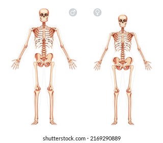 Set of Women and Men Skeleton Human body with open hands position bones of male, female. Lady and gentlemen front view. 3D realistic flat girl and boy concept Vector illustration of anatomy isolated