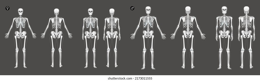 Set of Women and Men Skeleton Human body bones of male and female. Lady and gentlemen front back, side view. 3D realistic flat girl and boy concept Vector illustration of anatomy isolated