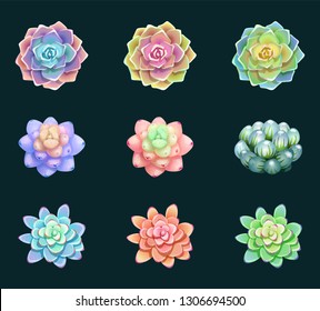 Set of wonderful isolated flowers succulents, illustration of floral elements, can be used for greeting card or wedding invitation, natural cosmetics, health care, yoga center and other design