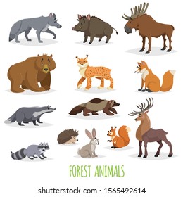 Set of woodland and forest animals. Europe and North America fauna collection. Wolf, boar, moose, bear, lynx, fox, raccoon, wolverine, deer, hedgehog, hare, squirrel and badger.