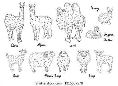 Set of wool animals, hand drawn vector illustration: llama, alpaca, merino sheep, angora rabbit, camel, goat