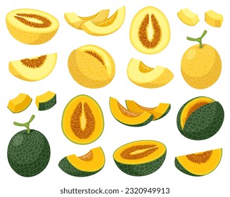 Set of yellow abd dark grreb cantaloupe, honeydew or mango melons. Vector illustration of whole melon and melons cut into pieces and slices.