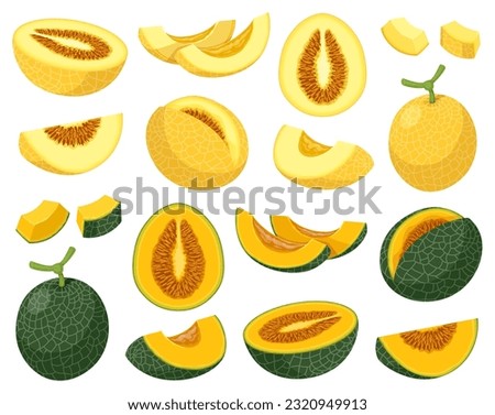 Set of yellow abd dark grreb cantaloupe, honeydew or mango melons. Vector illustration of whole melon and melons cut into pieces and slices.