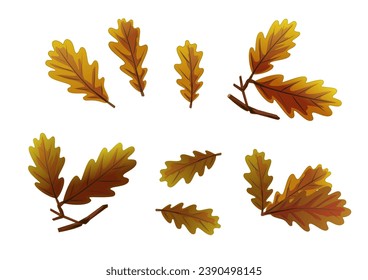 Set of yellow, brown, dry oak leaves and branches. Realistic European oak autumn's leaf on twig. Vintage botanical illustration in watercolor style, vector