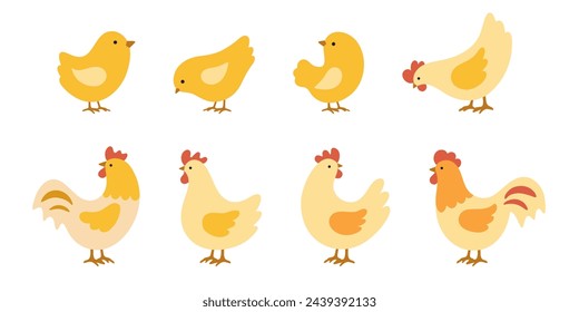 Set of yellow chicks, hens and roosters. Vector illustration in flat style is isolated on white background