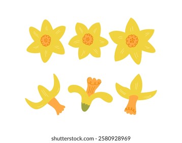 Set of yellow daffodil flowers elements. Botanical vector flat illustration with narcissus buds. Spring and summer clipart for holidays, women's day, birthday, mother's day designs, etc.