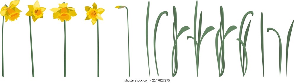 Set of yellow daffodil flowers with leaves and stems, isolated on white background. Vector illustration