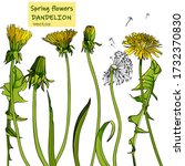 set of yellow dandelions with leaves and grass on a white background