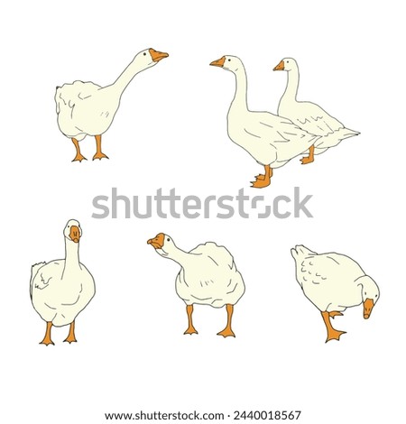 Set of yellow geese. Vector icon illustration of cute farm goose domestic ducks