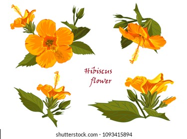 Set of yellow hibiscus flowers in realistic hand-drawn style isolated on white background. Vector illustration
