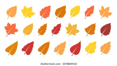 Set of yellow leaves. Autumn design element. Vector illustration