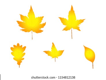 Set of yellow leaves vector each type for autumn season with white background.