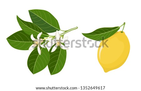 Set of yellow lemon and twig with flowers and leaves isolated on white background. Lemon  icon. Lemon blossom icon. eps 10.