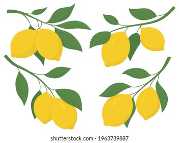 Set yellow lemons on a branch. Lemon is a sour fruit high in vitamin C. Vector illustration