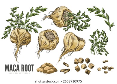 Set of yellow maca root from different sides, with leaves, powder, pieces, tablets and capsules. Peruvian plant. Superfood. Vegetarianism and medicine. Hand drawn vector. Isolated background.