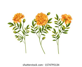 Set of yellow Marigold flowers isolated on white background. Vector illustration