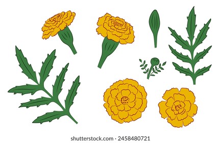 Set of yellow marigolds, flowers, leaves, buds