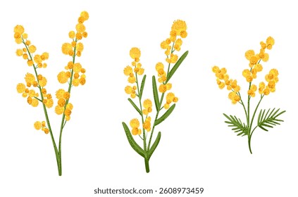 Set of yellow mimosa flower in flat style with grainy noise texture. 8 march holiday bouquet