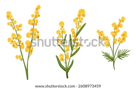 Set of yellow mimosa flower in flat style with grainy noise texture. 8 march holiday bouquet