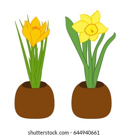 Set of yellow narcissus and yellow crocus flower in pots. Flat illustration isolated on white background. Vector