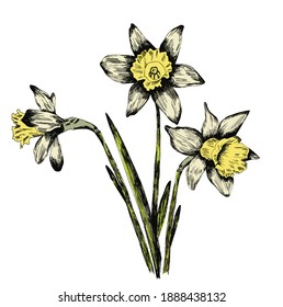 Set of yellow  narcissus, vector illustration Daffodil Bouquet Doodle. For posters, textiles, etc. Cartoon daffodil vector illustration. Narcissus flower or daffodil isolated on white background cutou