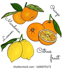 Set of yellow and orange citrus fruits with leaves on a branch. Lemon, mandarin, oranges, tangerine, clementine. Slice, plant leaves. Color vector illustration Isolated on white background. Hand drawn