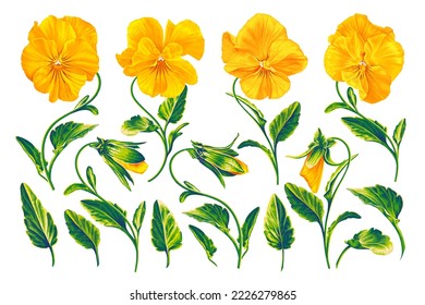 Conjunto de Pansies amarillos. Flores vectoriales realistas listas para usar, fáciles de añadir y personalizar para su diseño. Hojas y flores, plantas dibujadas a mano.