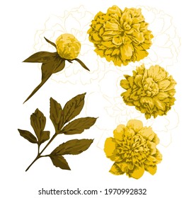 Set of yellow peony flowers, bud and green leaf. Three kinds of head piony flowers and contours of it, one bud with leaves and stem and one big leaf. Floral set for design.