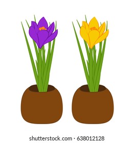 Set of yellow and purple crocus in brown pots isolated on white background. Bouquet with crocus. Vector