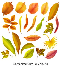 Set of yellow and red autumn leaves. Vector illustration.