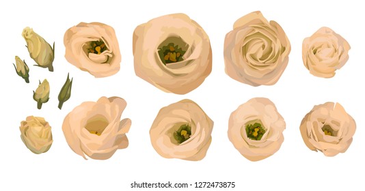 Set of yellow rose, eustoma, lisianthus. Watercolor vector illustration. Cream, peach, orange in watercolor style. Elements for design of bouquets isolated on white background.
