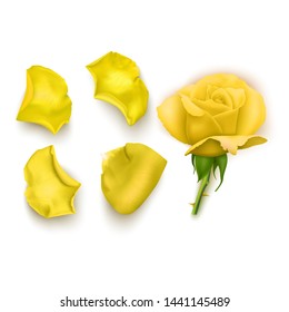 Set of Yellow rose petals , close-up on a white background can be used for design of romantic greetings. Vector Eps10 illustration
