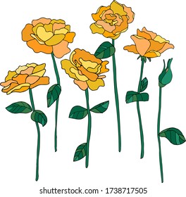 Set of yellow roses. Beautiful flowers for decoration. Vector isolated illustration for wedding and holiday invitations, postcards, gifts