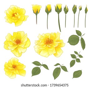 set of yellow roses isolated on a white background of flowers leaves and stems and buds to create bouquets and floral design. Vector of blooming flower for advertising, packaging, holiday invitations