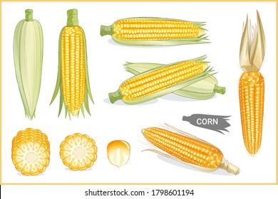 Set of yellow sweet corn illustration in various style, vector format