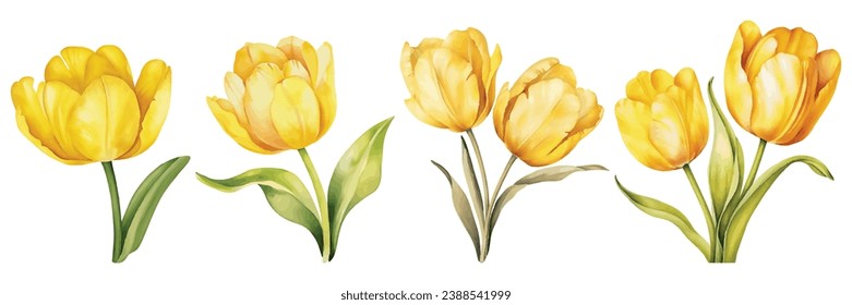 Set Of Yellow Tulip Watercolor Vector Illustration