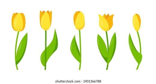 Conjunto de tulipanes amarillos para el diseño de primavera o festivo.