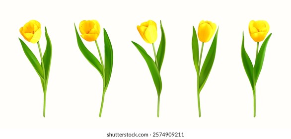 Set of yellow tulips in realistic style isolated on white background. Spring tulip flowers with buds and blossoms for banner, greeting card for women's day, 8 march, mother's day. Vector illustration